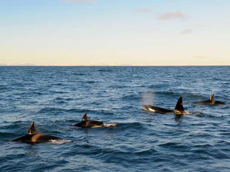 orca-pod-Iceland